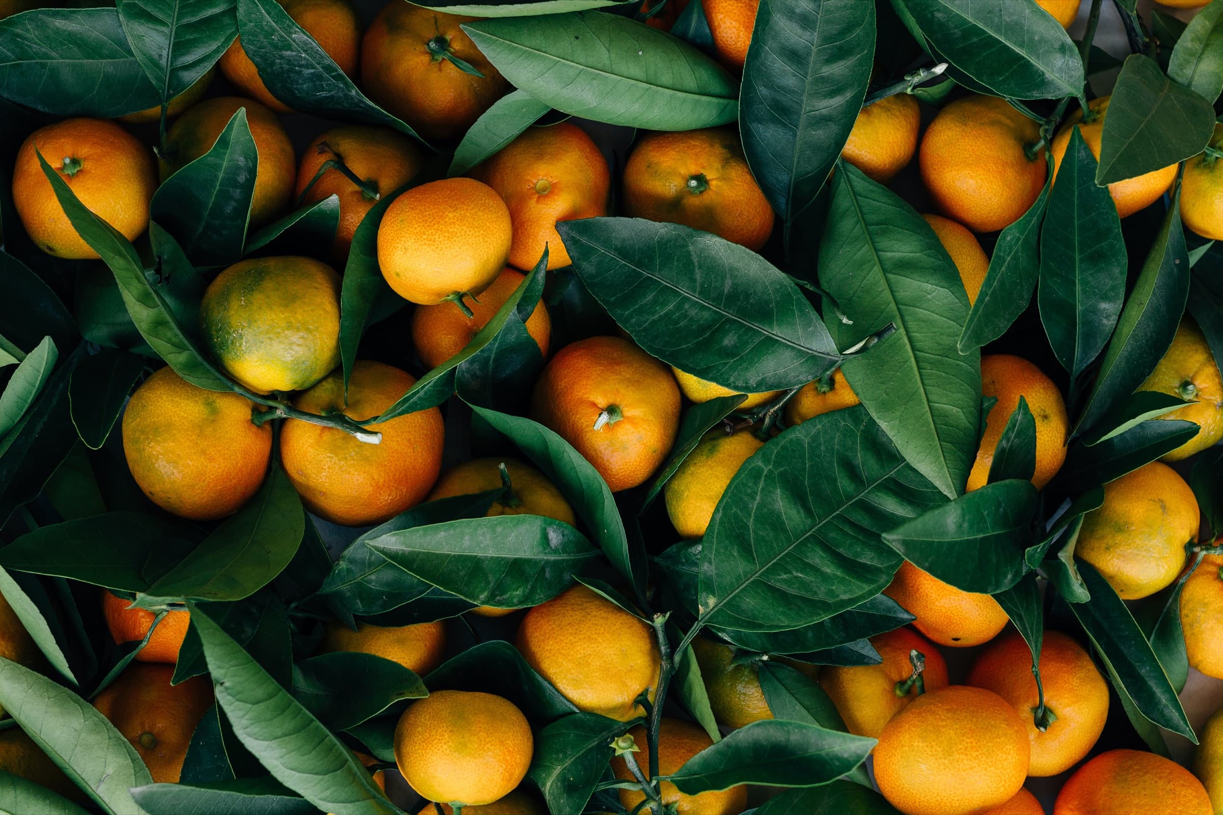 Fresh oranges among green leaves