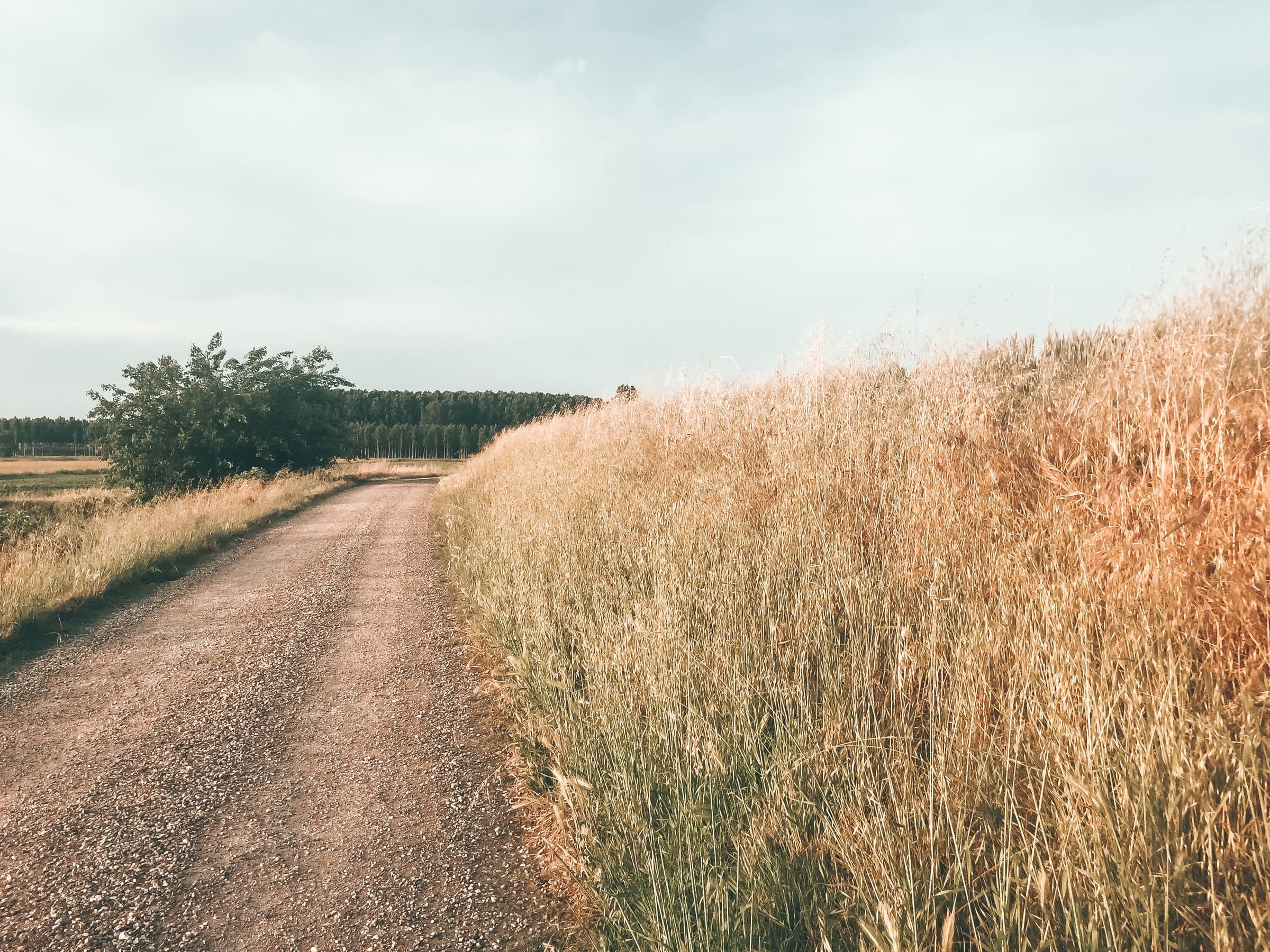 A country road through golden fields near Capalbio