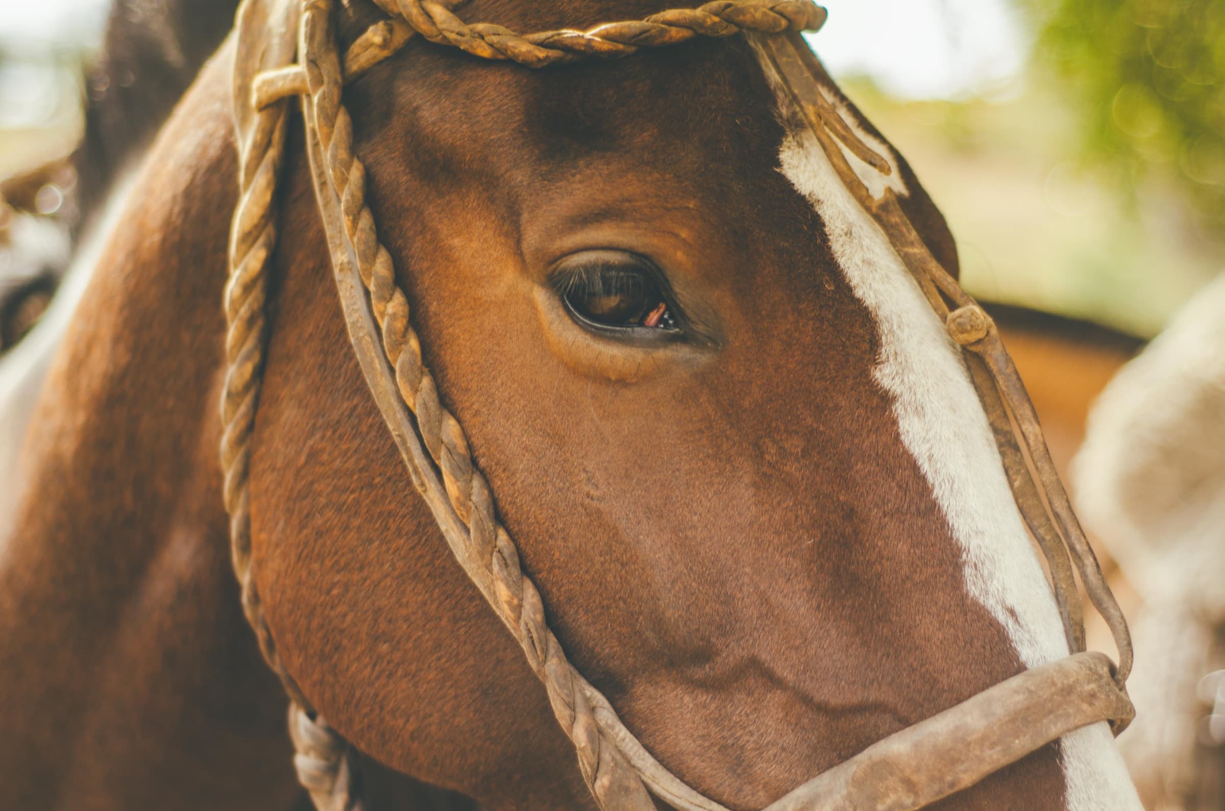 A horse in the Tuscan countryside